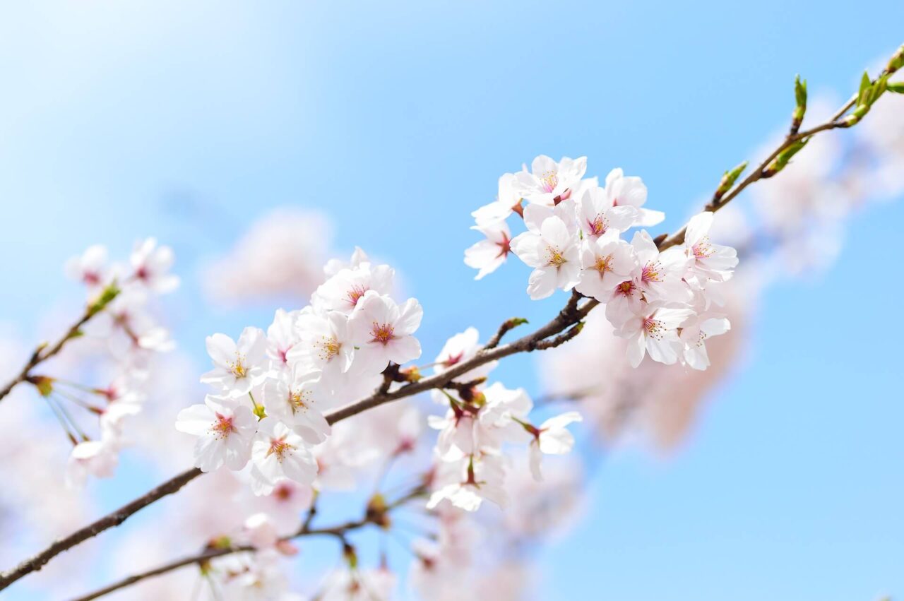cherry blossoms against blue sky